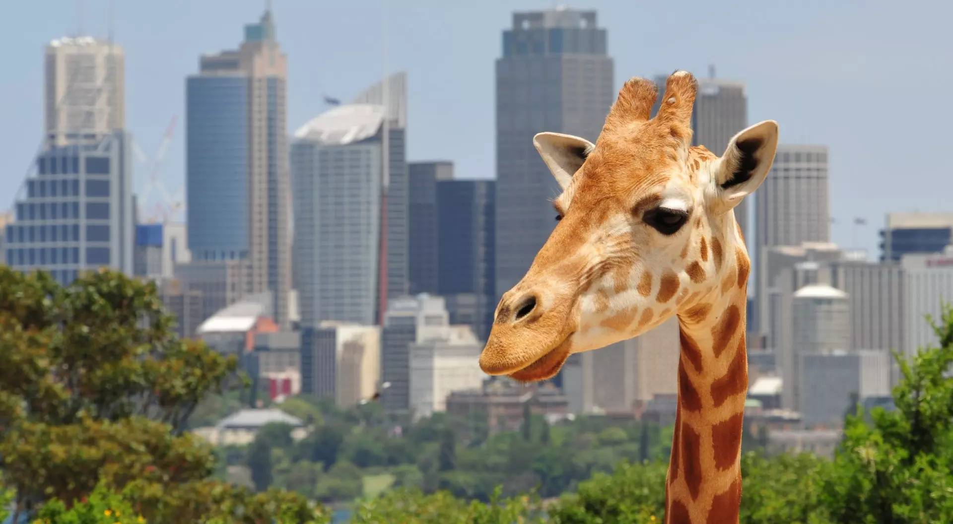 Taronga Zoo Giraffe and Sydney Background, Sydney, Australia