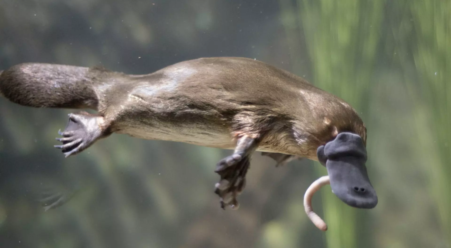 Tasmania, platypus eating worm