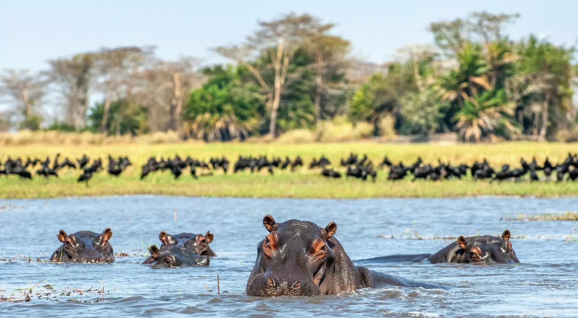 The common hippopotamus in the water.