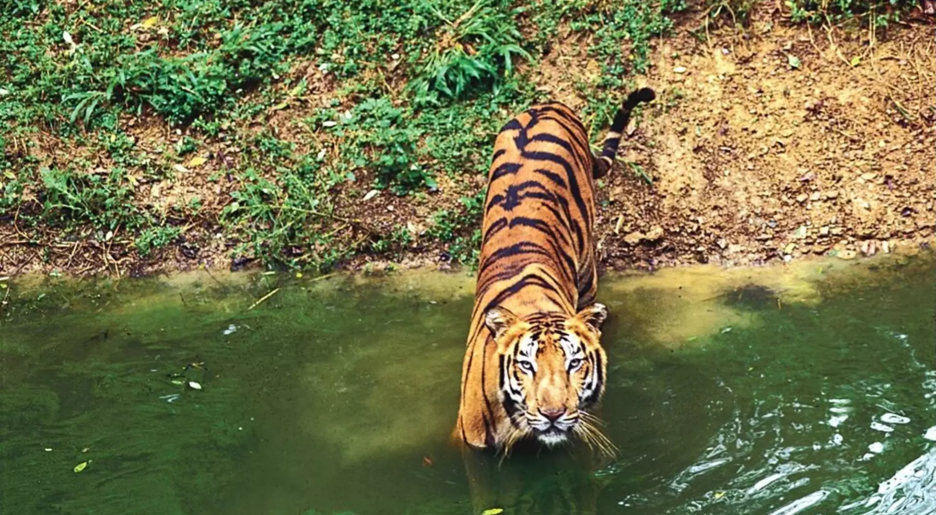 India Tiger in Stream, India