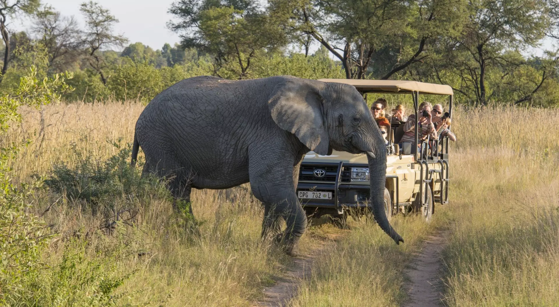 South Africa Tourists a in a safari vehicle at the savannah, watching an elephant crossing the road.