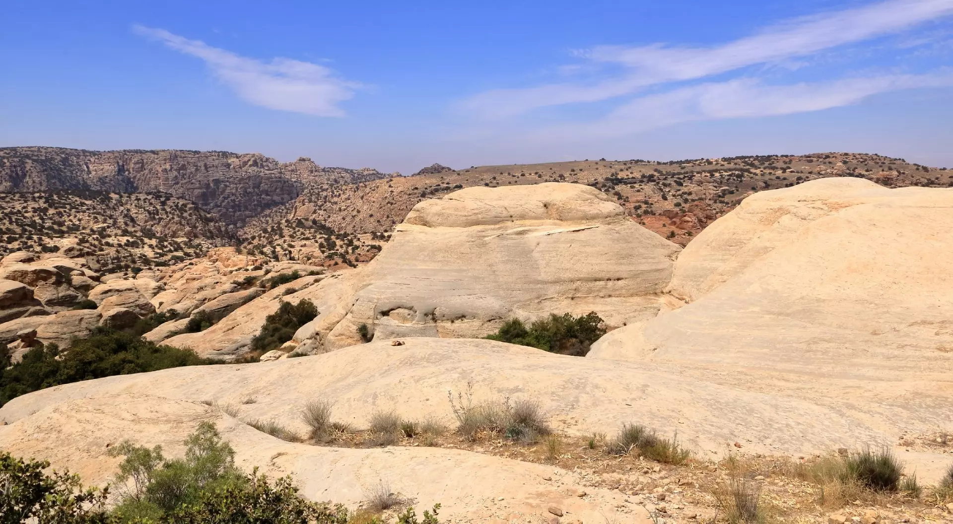 rocks and plants in a semi-arid desert landscape