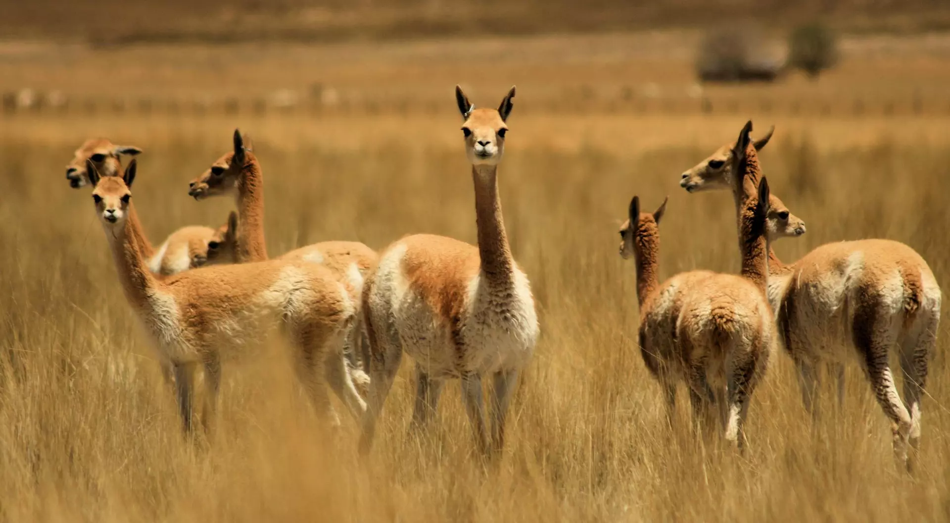 Vicunas