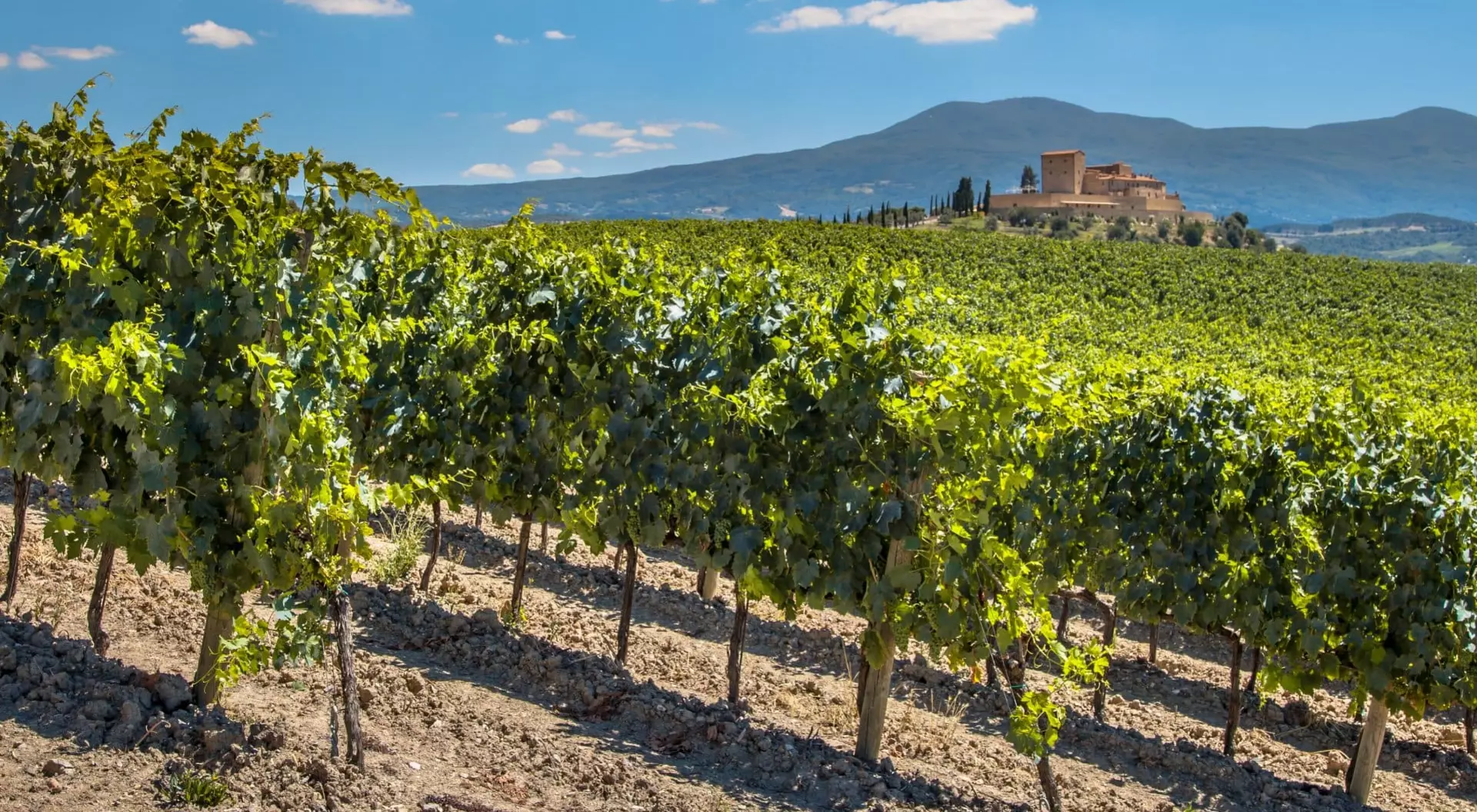 Vineyard with Rows of grapevines 