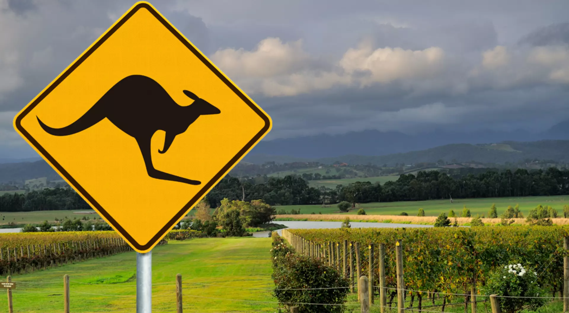 Yarra Valley, Victoria, Australia Vineyard along Yarra Valley wine tasting route and kangaroo road sign, Victoria, Australia
