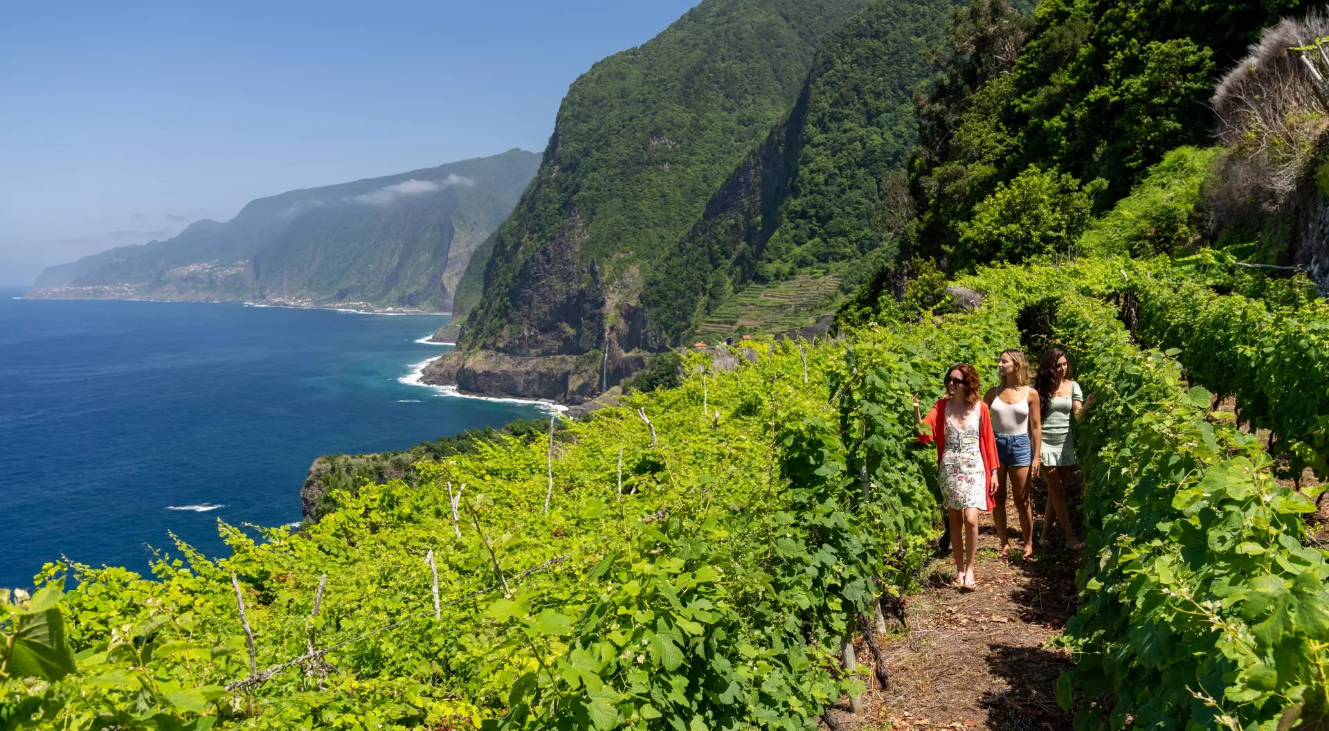 vineyard on hillside next to mountain and ocean