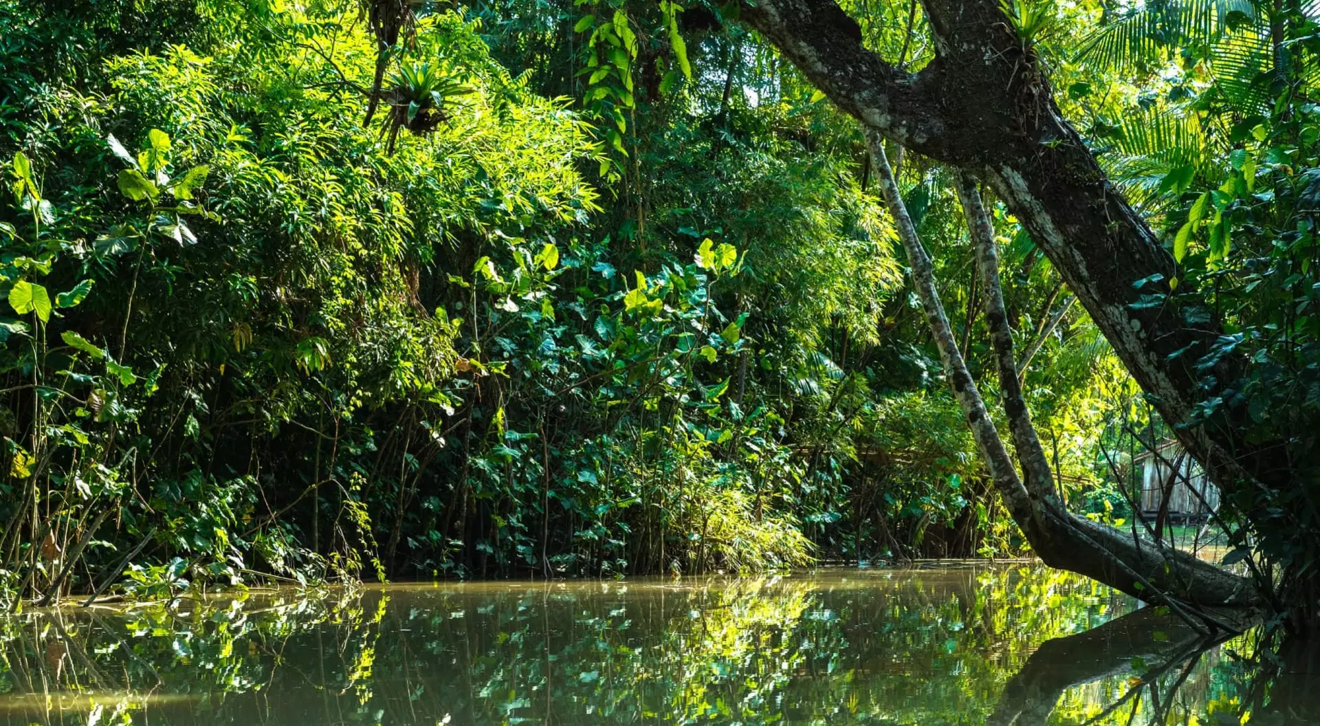 Wetlands in Belem do Para, Brazil