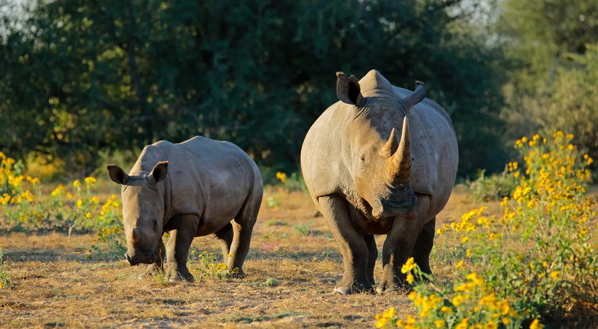 White rhinoceros (Ceratotherium simum) with calf in natural habitat, South Africa