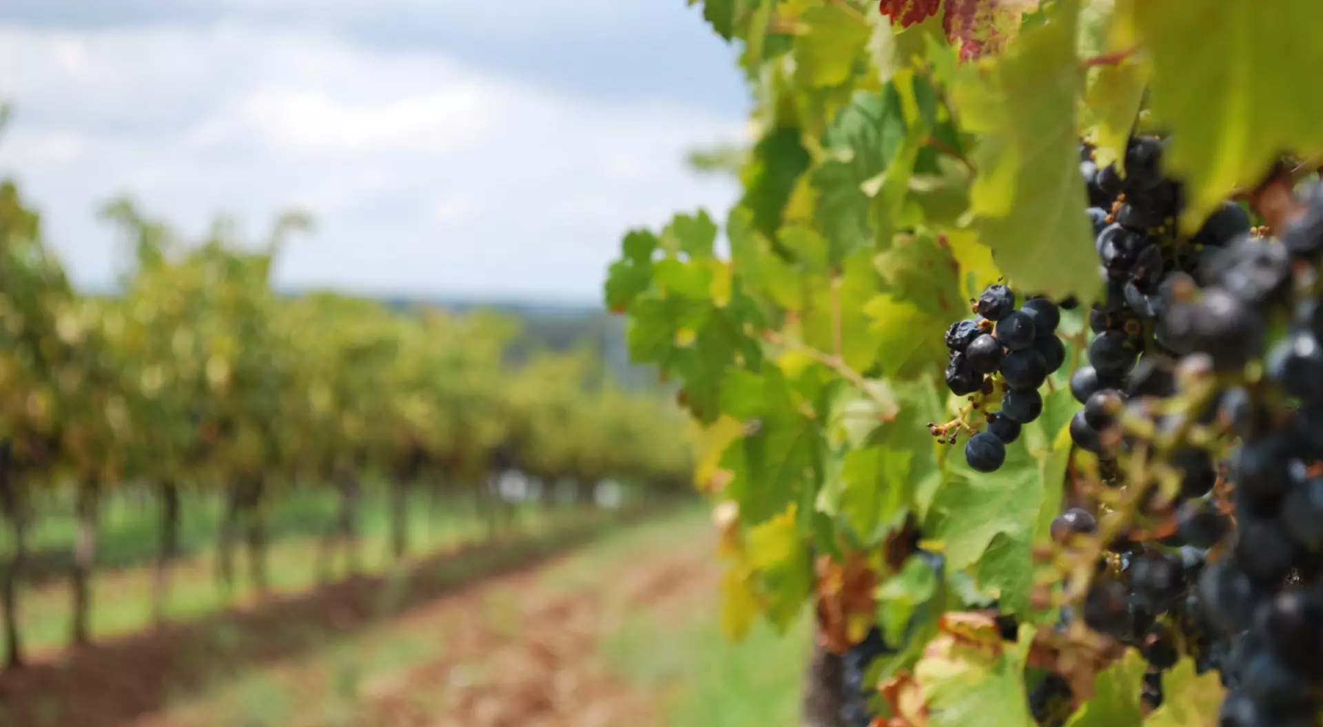 Wine grapes vineyard on a cloudy day 