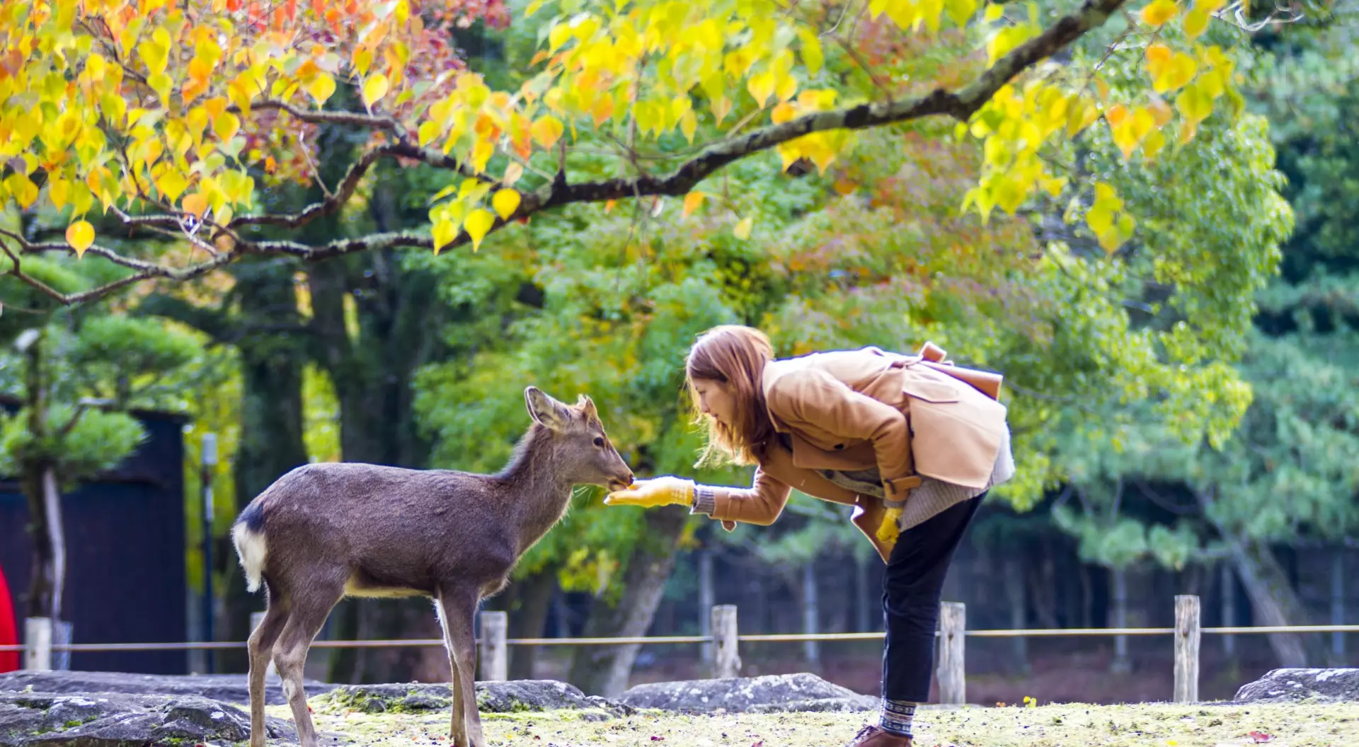 Woman Feeding Sika Deer in Nara Park, Japan