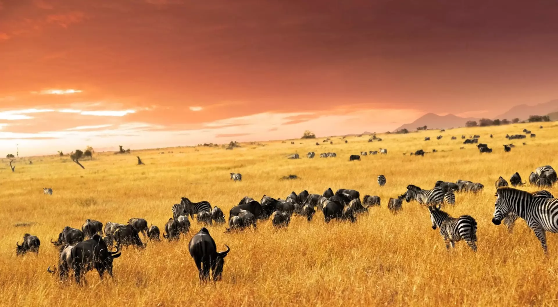 Masai Mara, Kenya Zebra herd, antelopes and wildebeest at sunset in the savannah, Masai Mara, Kenya