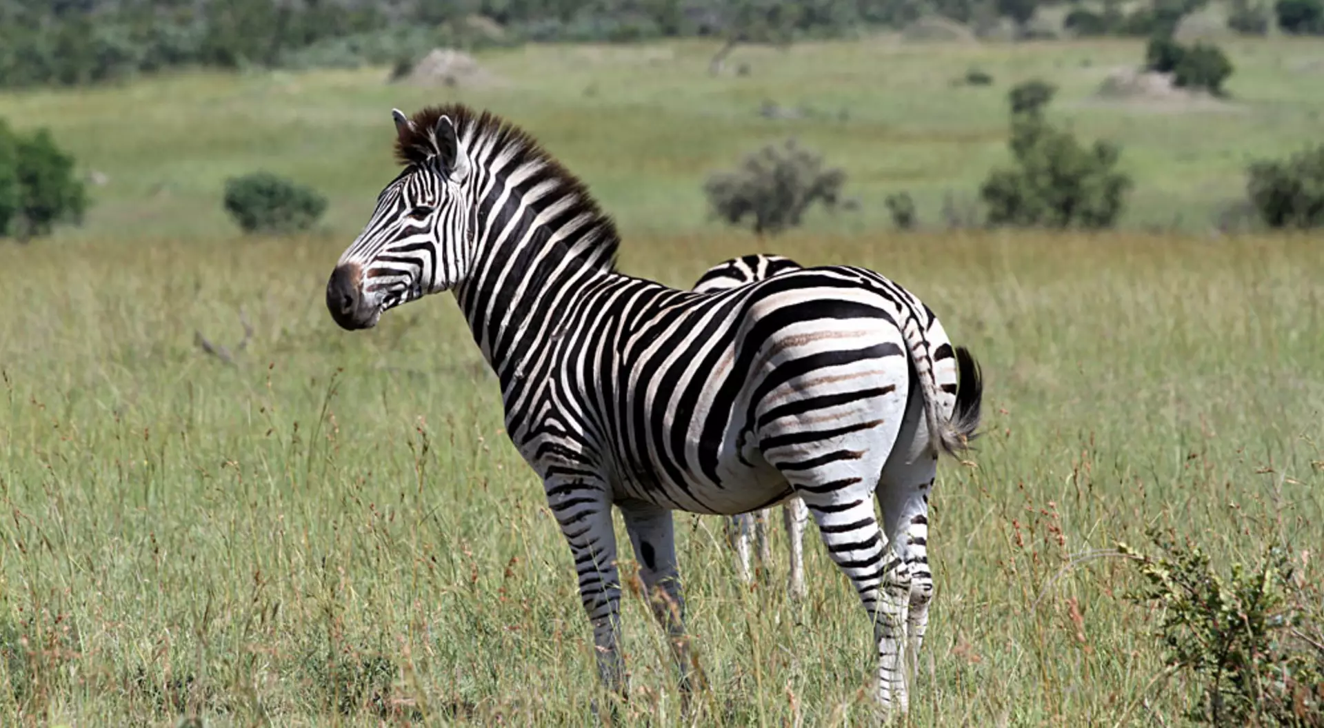 Zebra in Savannah, Sabi Sands, Kruger National Park, South Africa