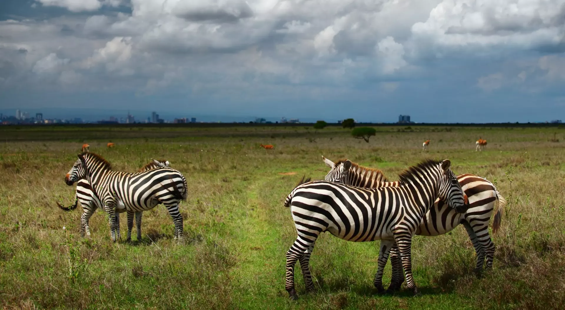 Nairobi National Park, Kenya Zebras in Savanna of Nairobi National Park, Kenya