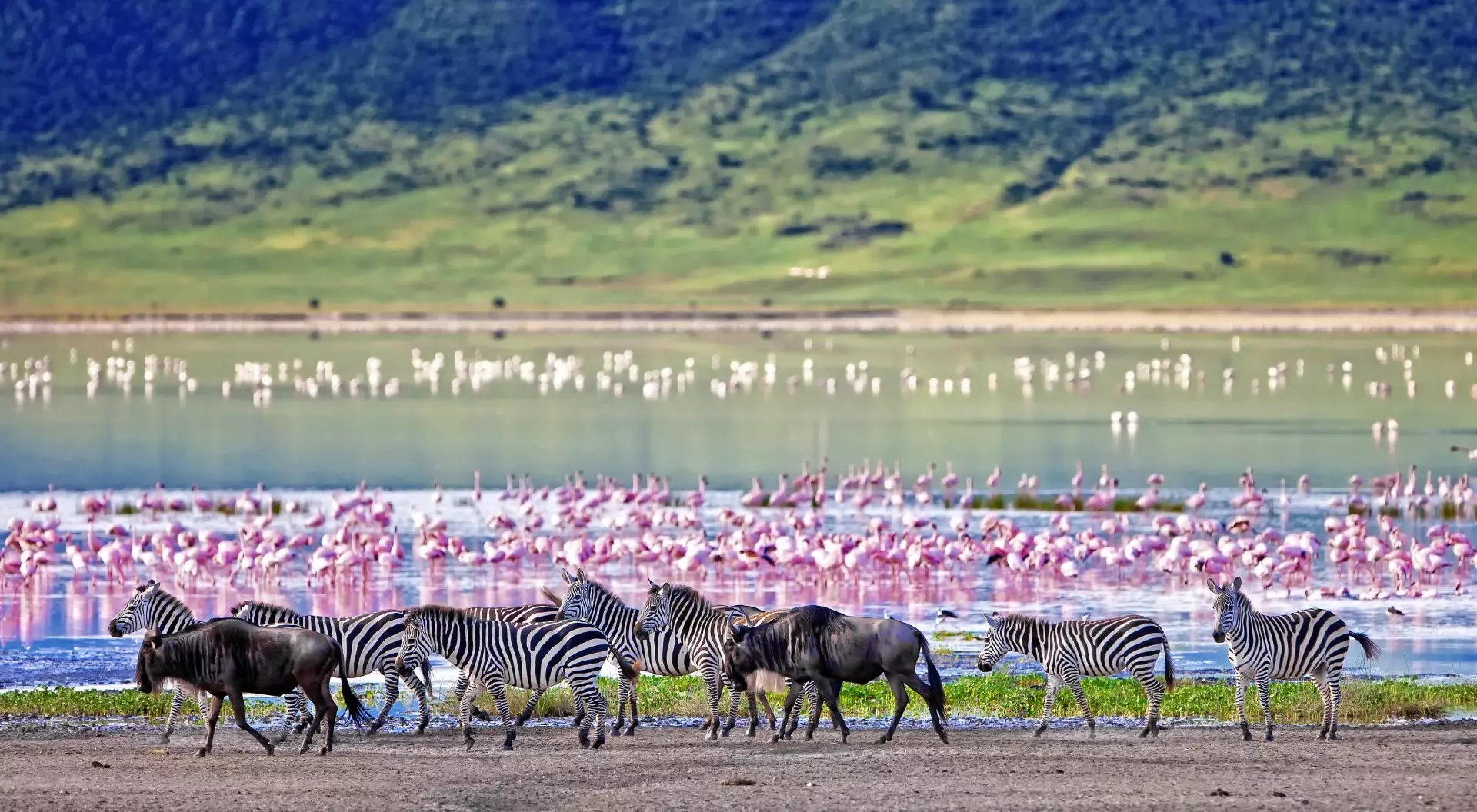 Ngorongoro Crater, Tanzania Zebras and wildebeests walking beside the lake in the Ngorongoro Crater, Tanzania, flamingos in the background