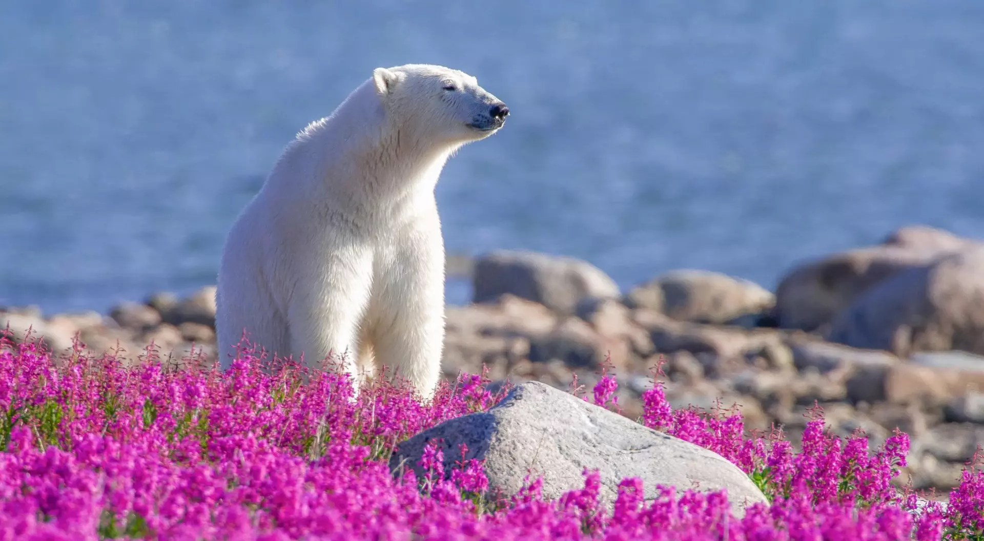 Churchill, Manitoba (©Dennis Fast Courtesy of Travel Manitoba) a polar bear on fireweed in the summer