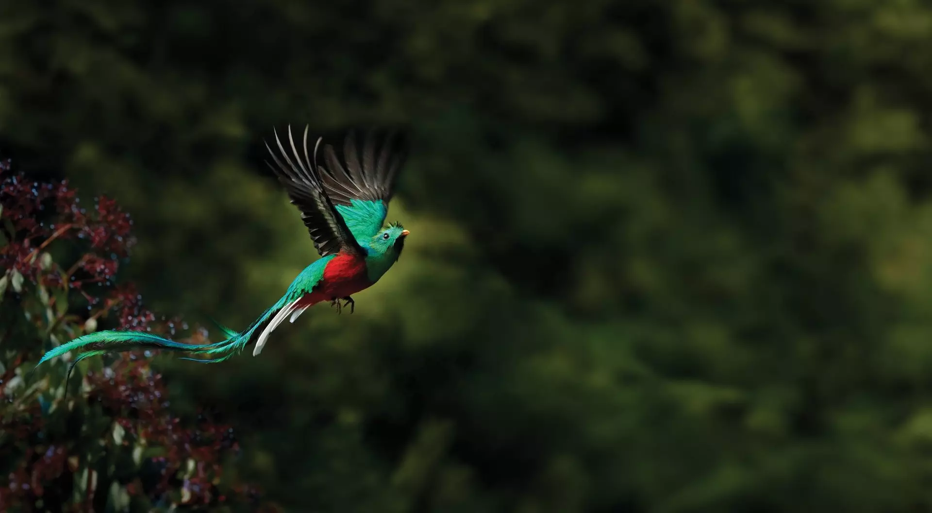 Monteverde Cloud Forest, Costa Rica a resplendent quetzal flying through the air against jungle background
