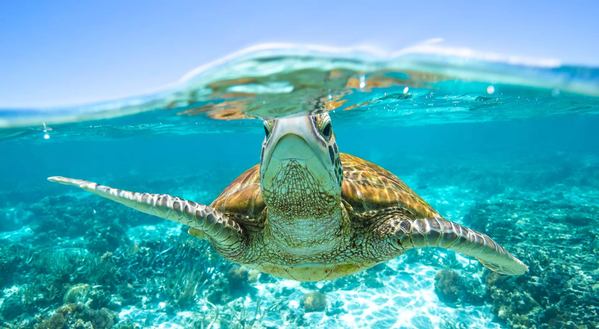 Great Barrier Reef, Australia turtle under the waves
