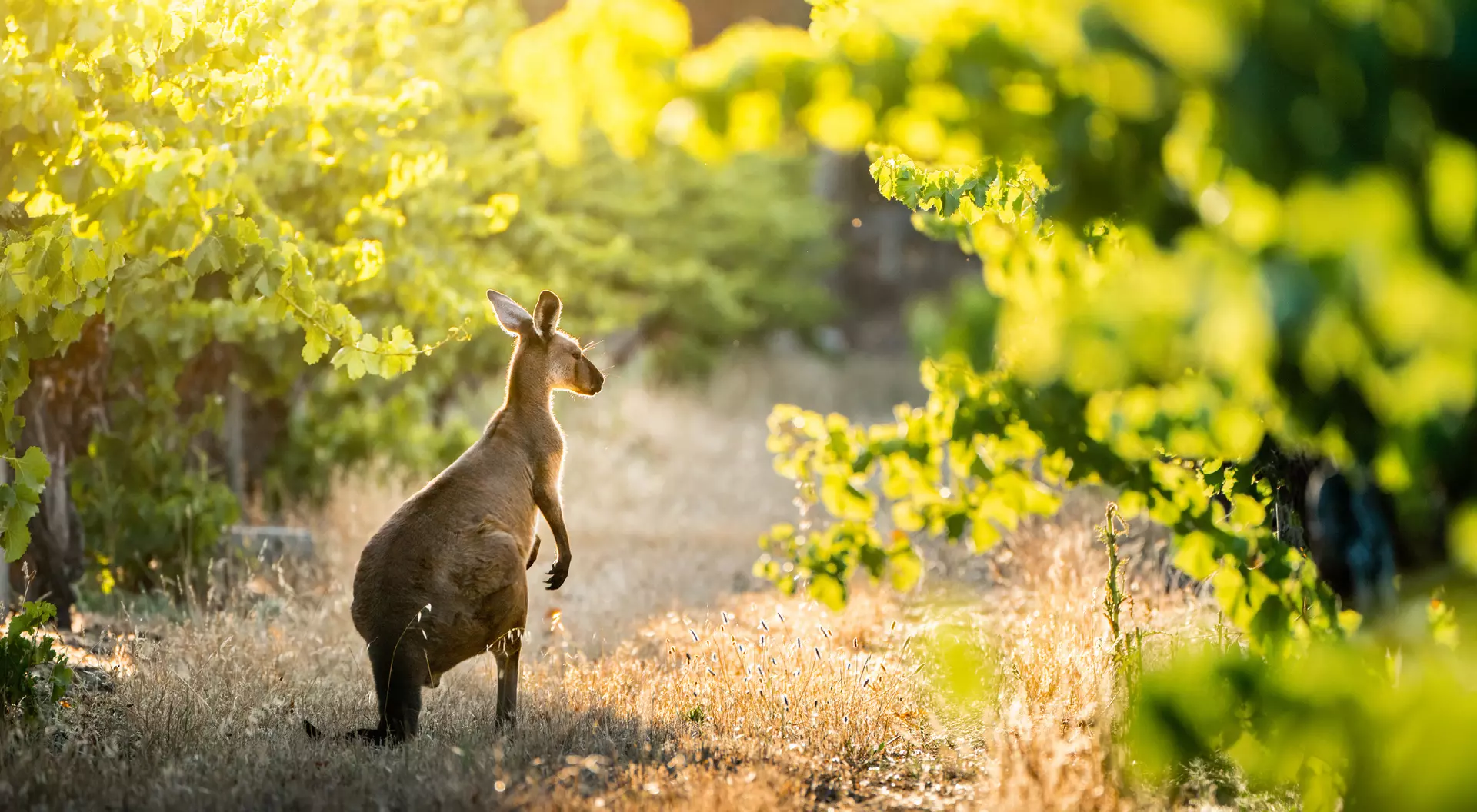 A kangaroo standing amidst vines in a vineyard in South Australia.