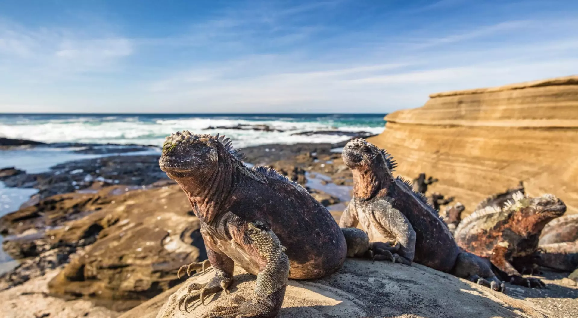 Galapagos Islands, Ecuador iguana on rocks near the ocean