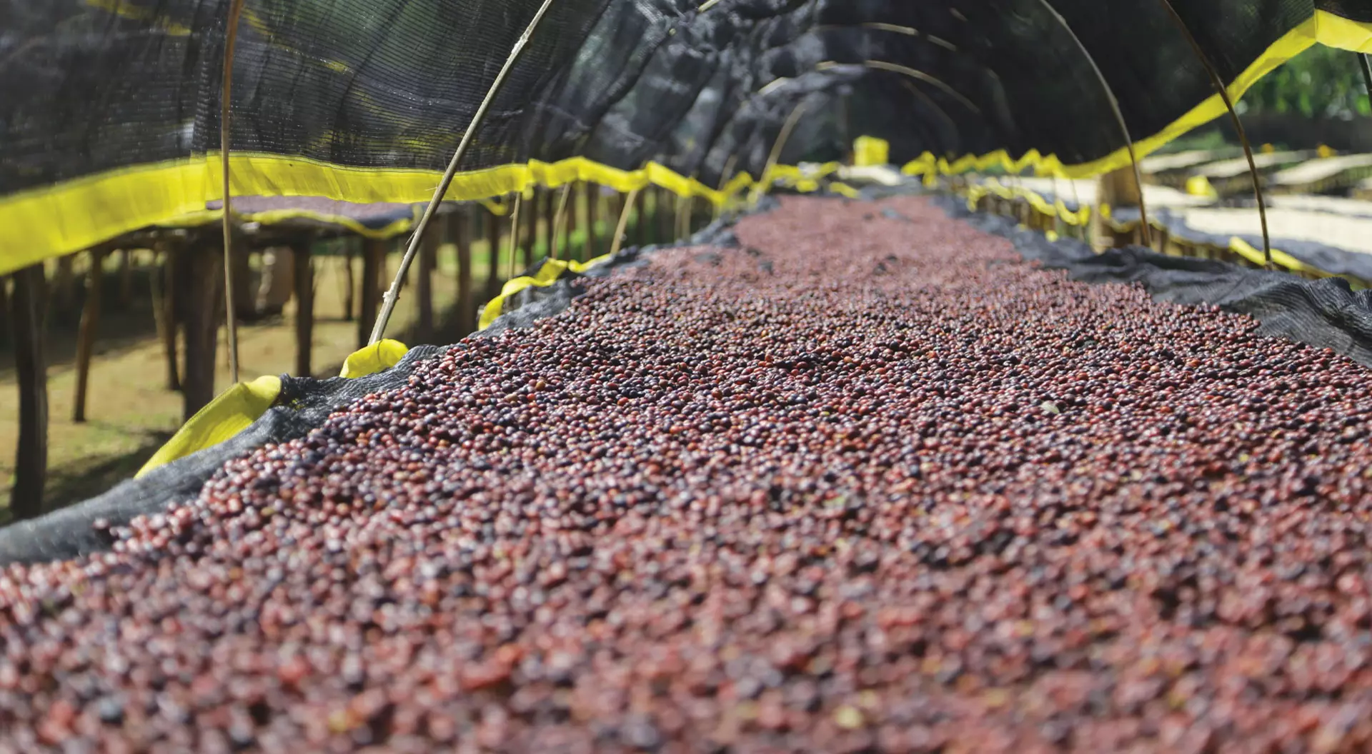 Ethiopia A bunch of harvested fresh coffee beans on a farm in Ethiopia.