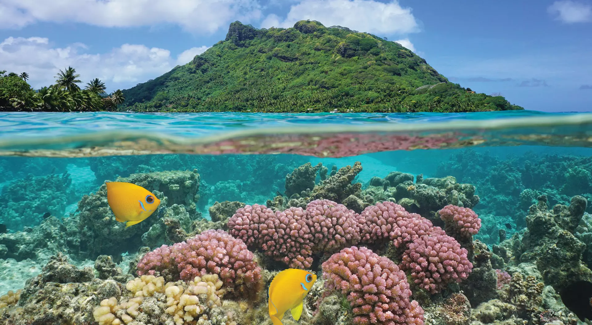 View of fish in the underwater world of Huahine in French Polynesia