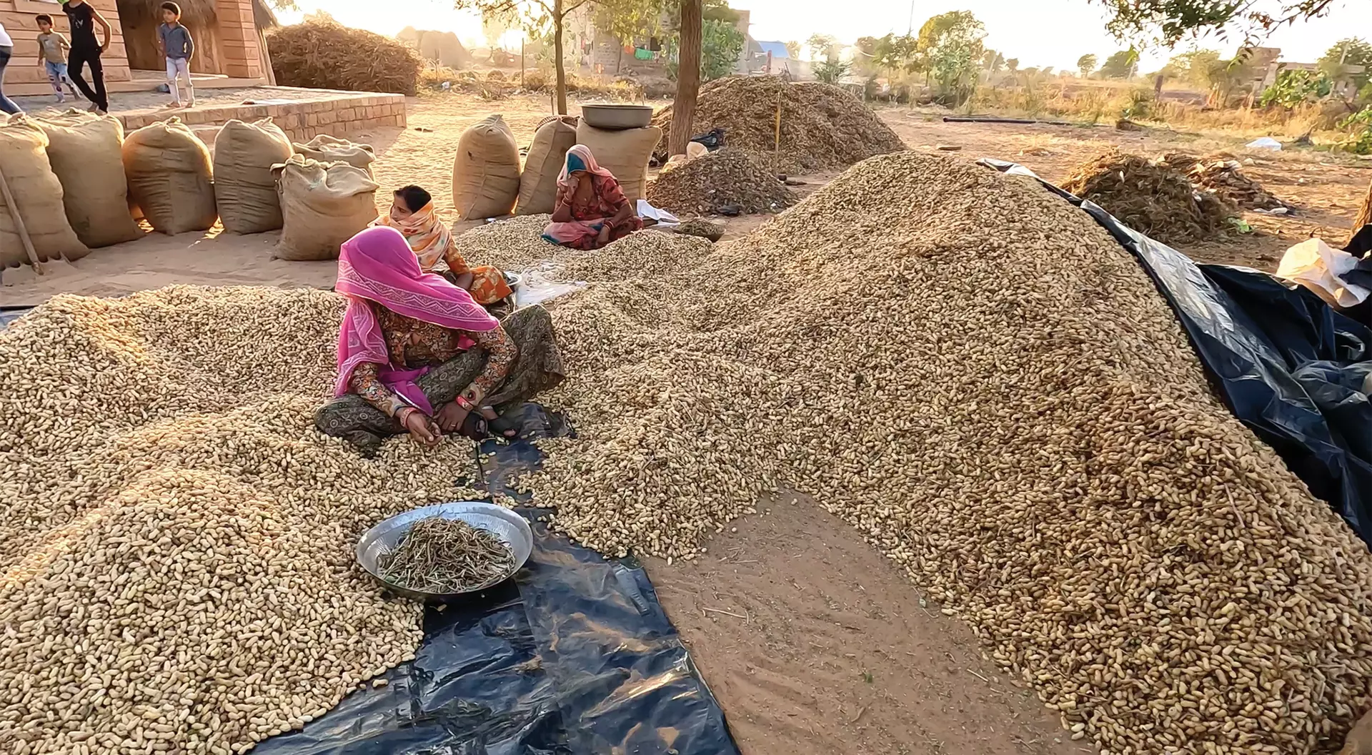 Osian, Rajasthan, India a woman sits on the ground peeling thousands of peanuts that come from the village's annual harvest