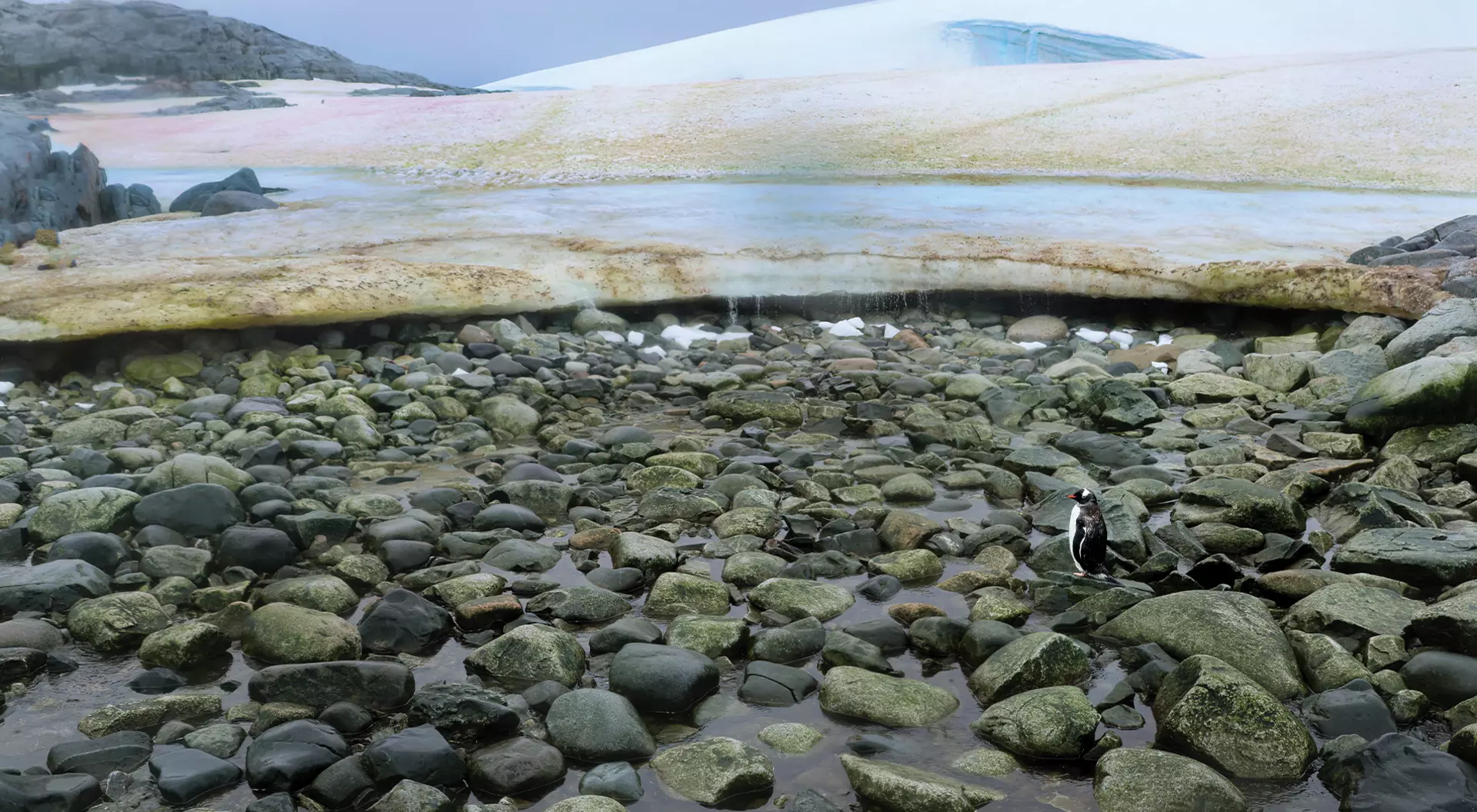 Antarctica A gentoo penguin standing on rocks in front of an Antarctica ice shelf