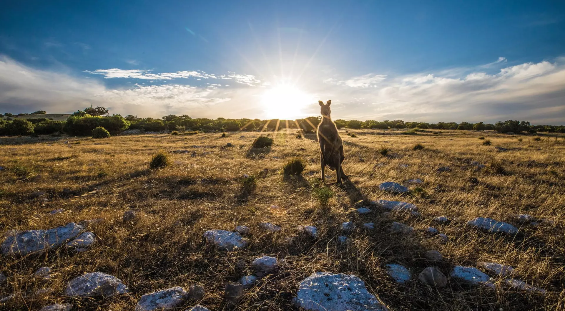 Kangaroo Island, South Australia kangaroo in a field with sun on the horizon