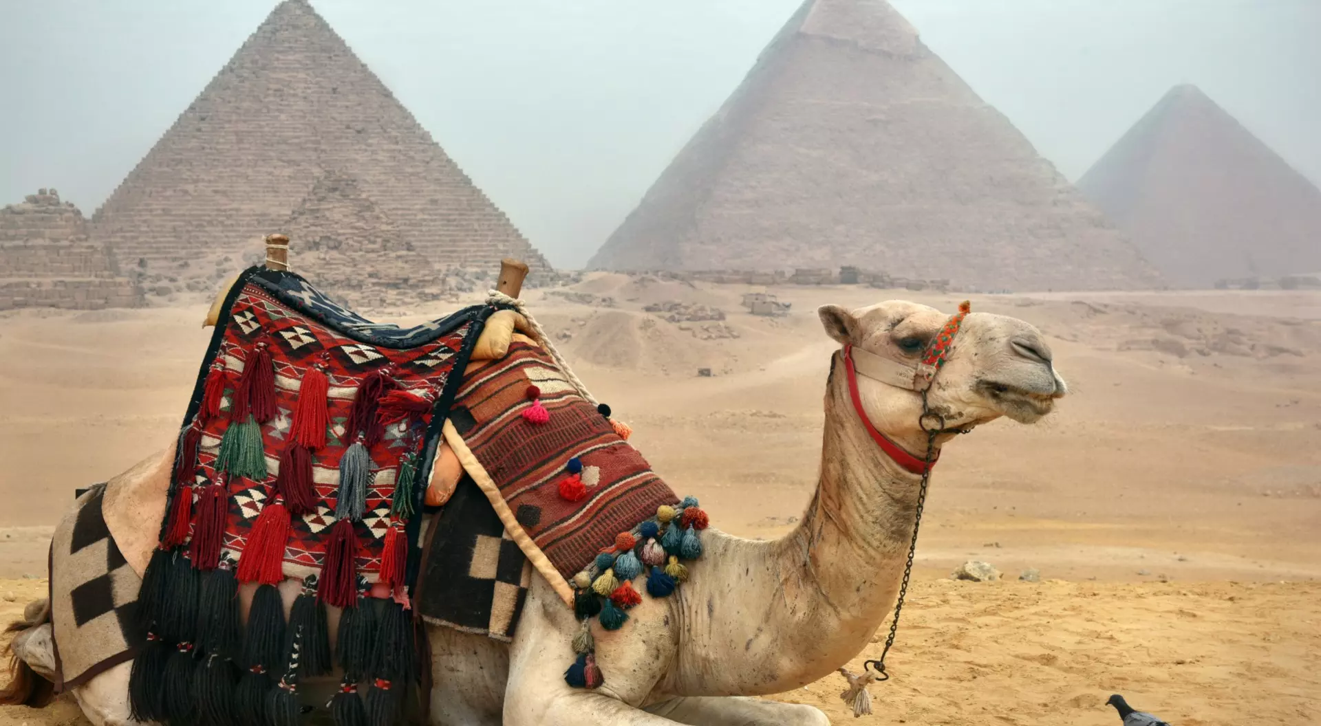 A camel and pigeon at the pyramids at Giza in Cairo. Egypt