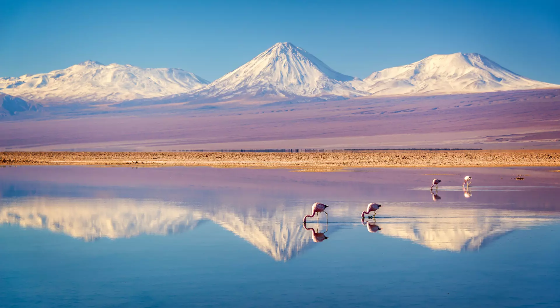 Atacama, Chile Birds drinking in a lake in the Atacama Desert.