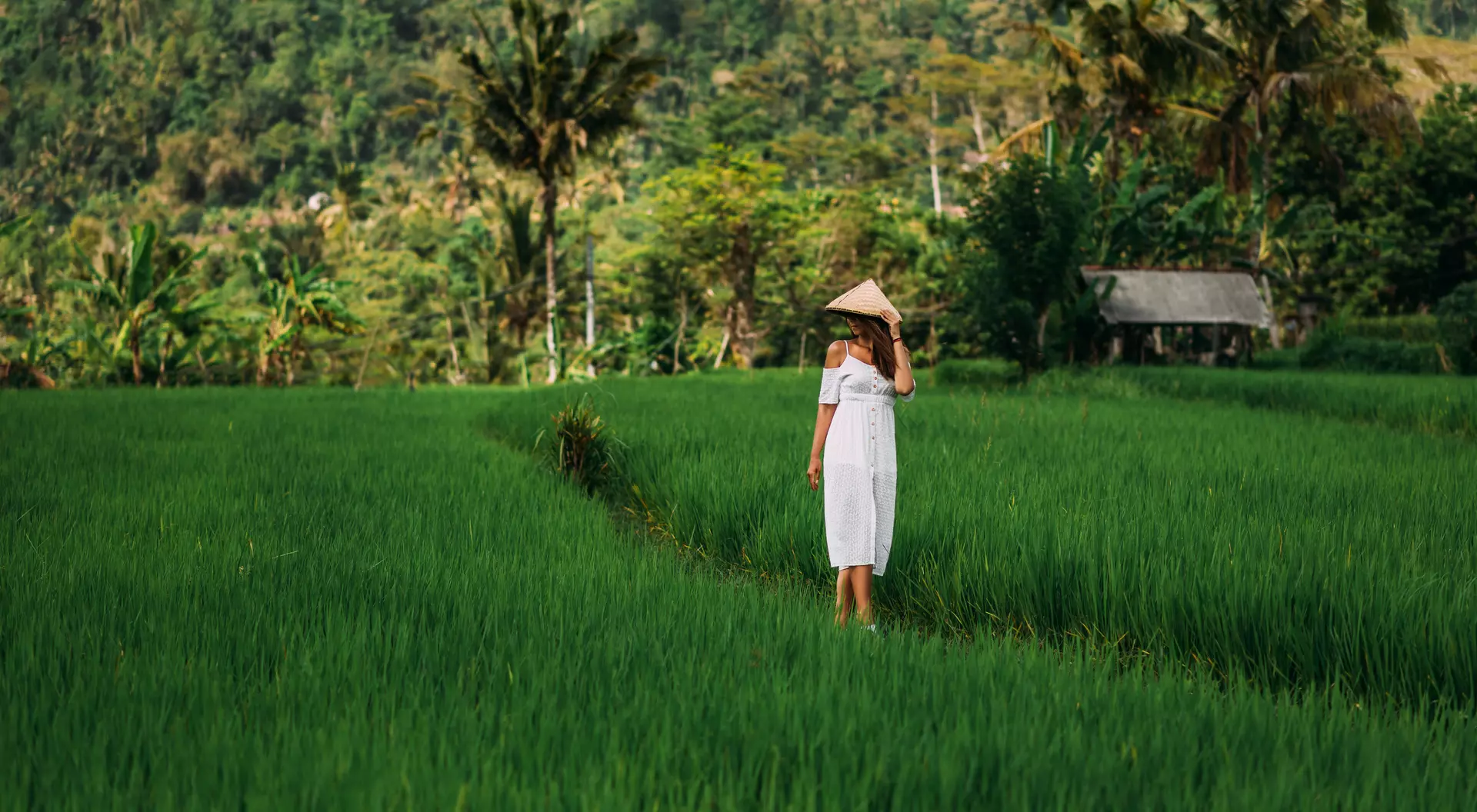 Bali, Indonesia A beautiful girl walks on rice terraces on the island of Bali. A beautiful girl in a white dress and a conical hat walks through green rice fields. Copy space. A woman in a Balinese conical hat