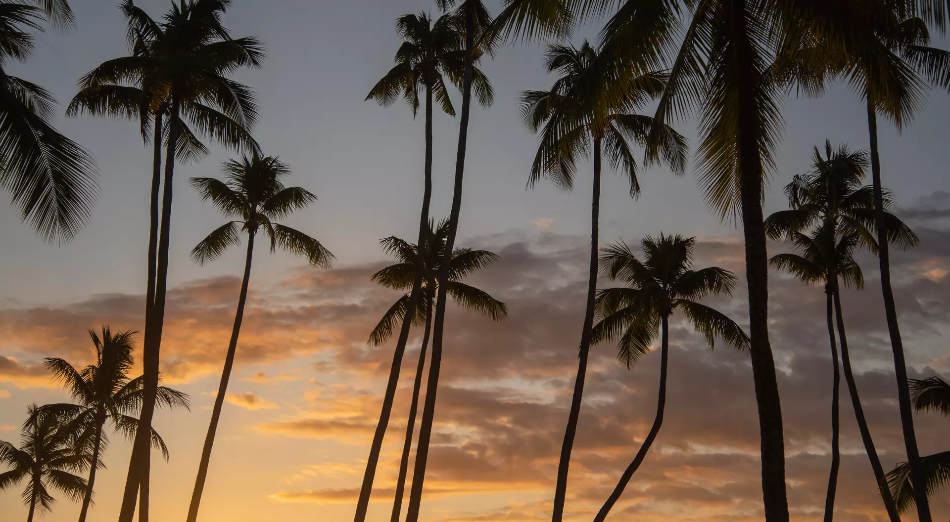 Fiji Silhouette of coconut palms at sunset