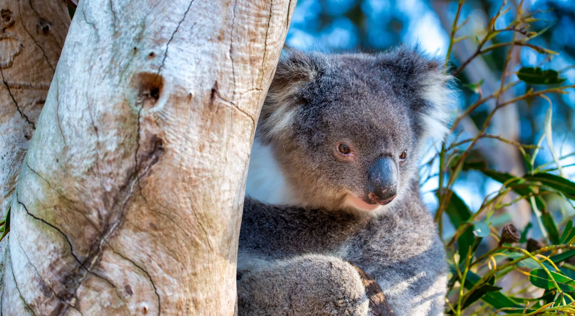 Australia Beautiful koala relaxing on the Eucalyptus tree against blue sky