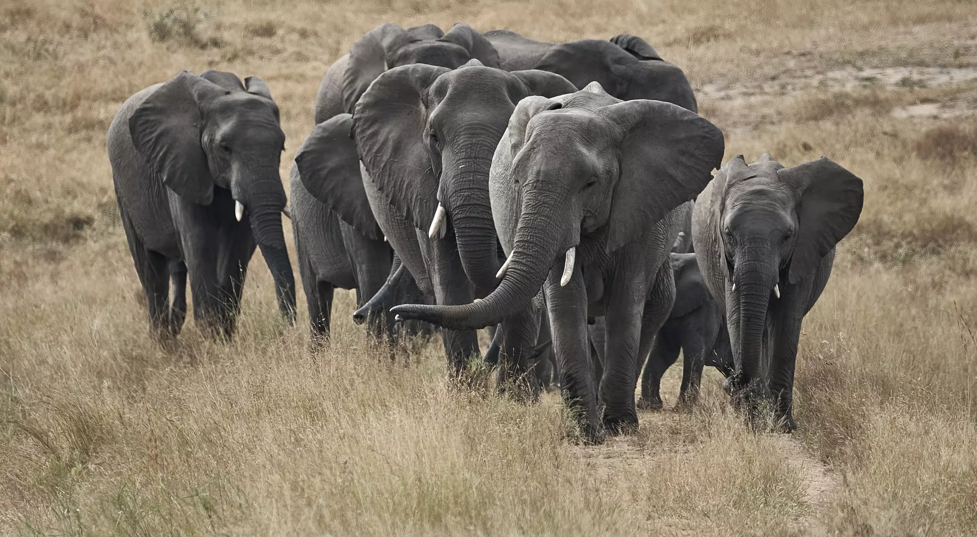 Elephant Herd