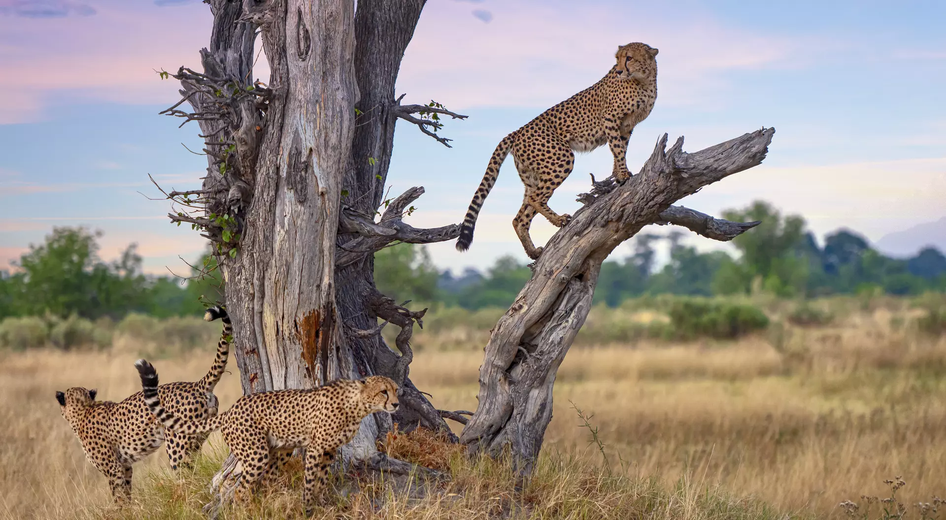 Three male Cheetahs at a dead tree (Acinonyx jubatus), Botswana.