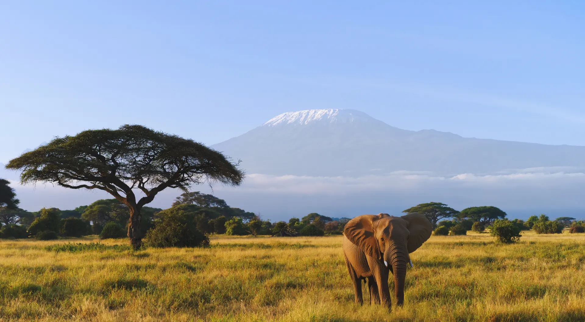 Young African elephant in front of Mt. Kilimanjaro in Amboseli National Park, Kenya.