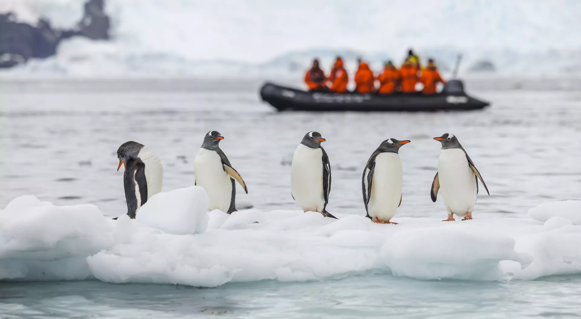 Gentoo penguins (Pygoscelis papua) on an ice floe with tourists on a Zodiac cruise.