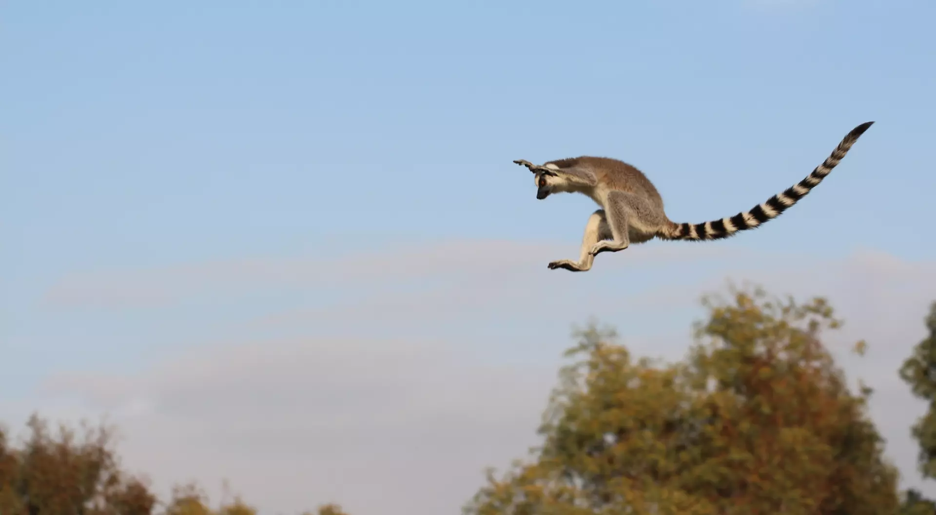 Leaping Lemurs in Madagascar