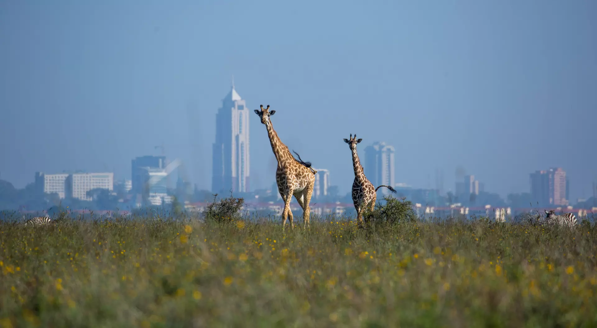 Kenya, Africa A Masai Giraffe (Giraffa camelopardalis tippelskirchii aka Kilimanjaro giraffe) and her calf in Nairobi National Park with the city in the background.