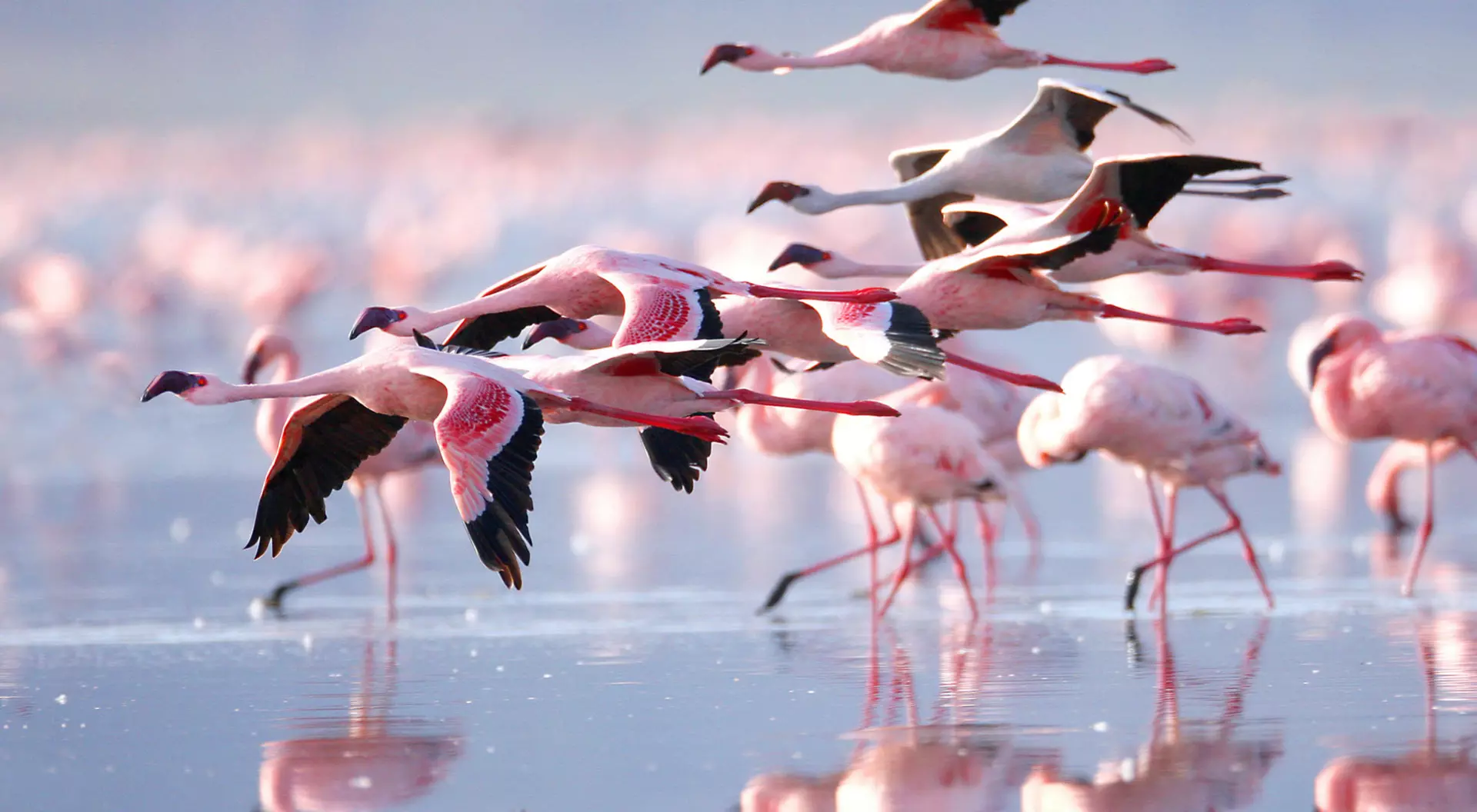 Lake Nakuru, Kenya A flock of flamingos flies over Lake Nakuru in Kenya