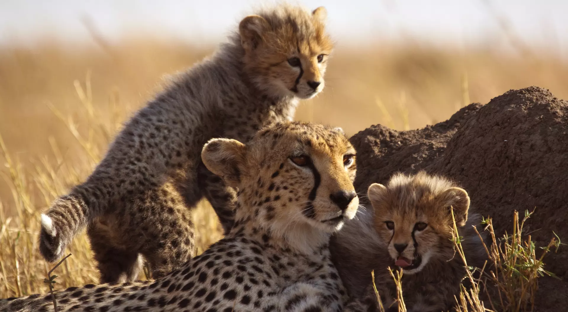 Top Destinations for Wildlife Lovers: Ultimate Spots to Explore Nature