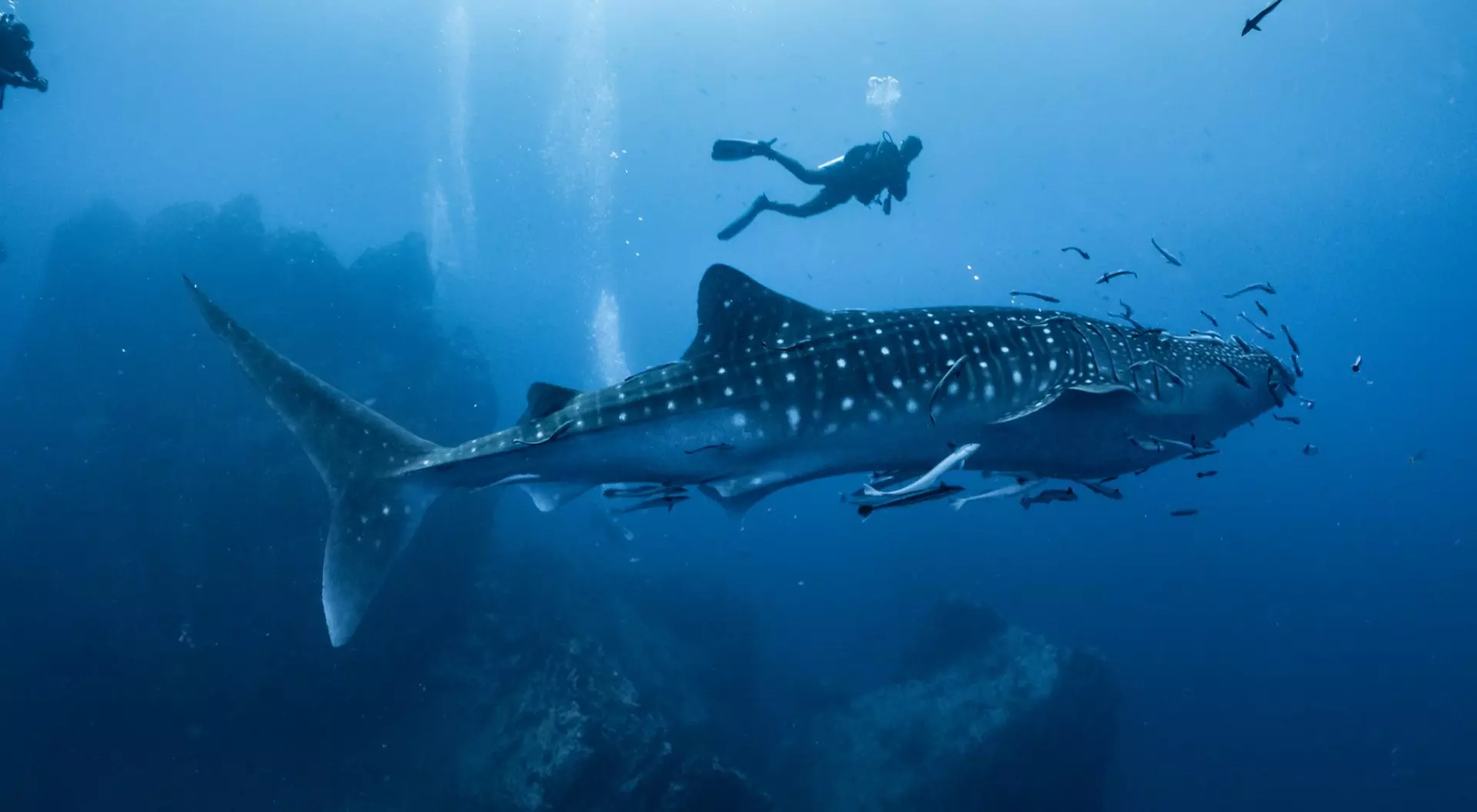Maldives scuba diver alongside a whale shark under the water