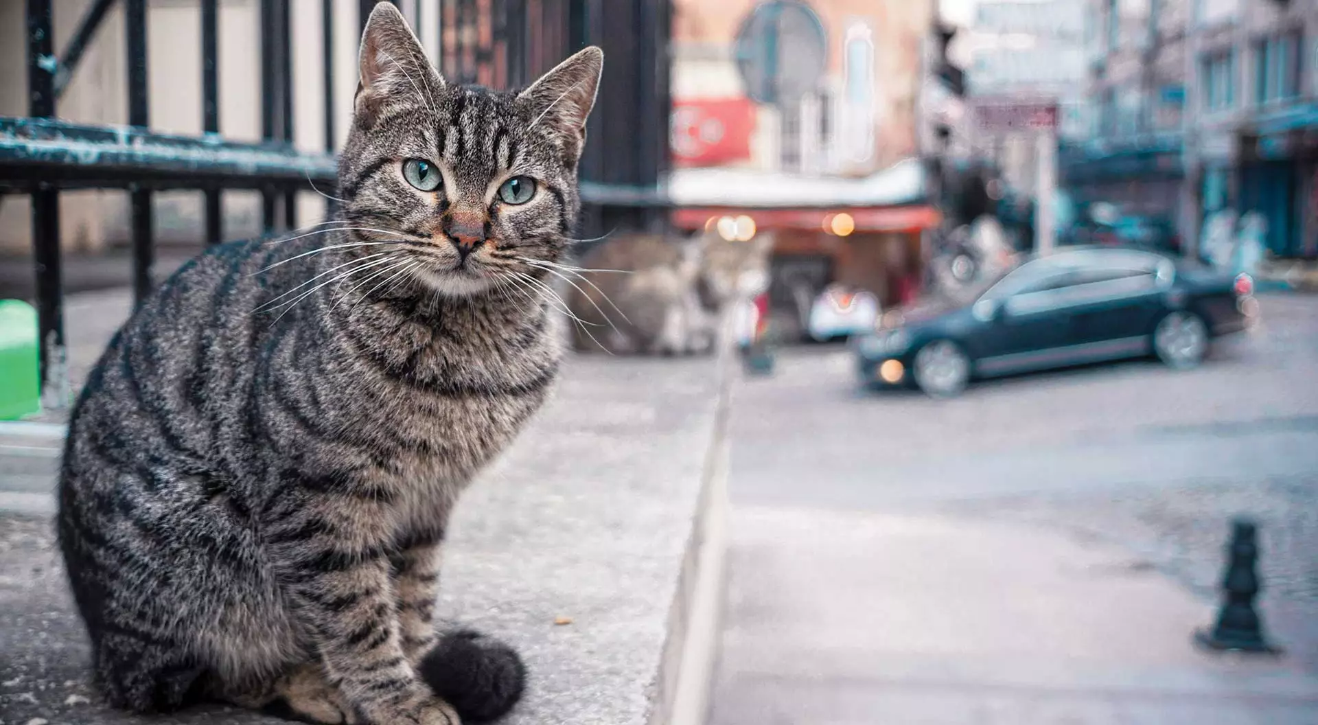 İstanbul, Turkiye One Stray Day in Old İstanbul