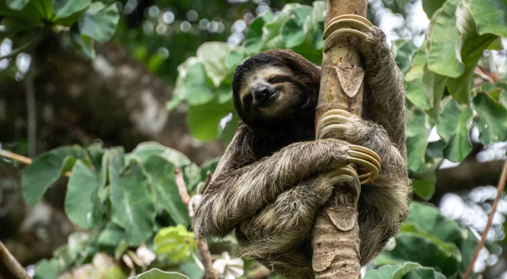 Panama three toed sloth