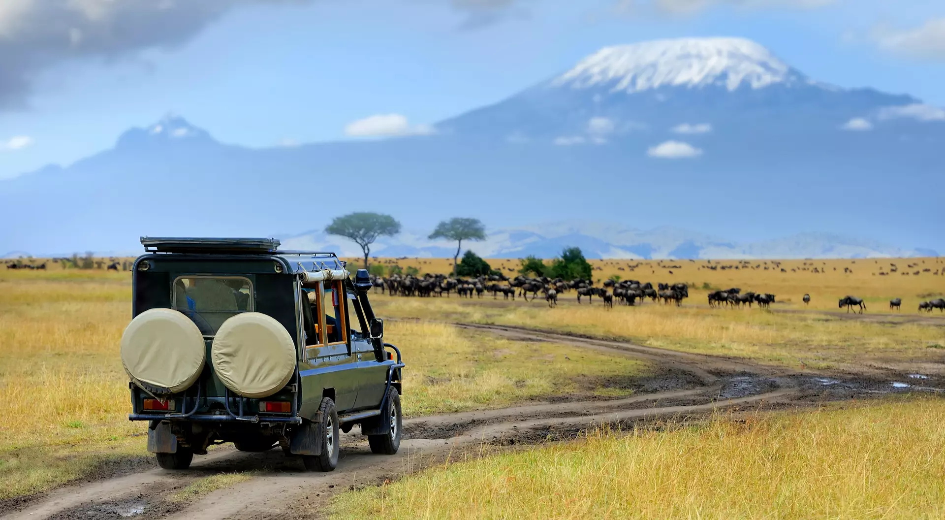 Safari game drive with wildebeest, Masai Mara Reserve in Kenya 
