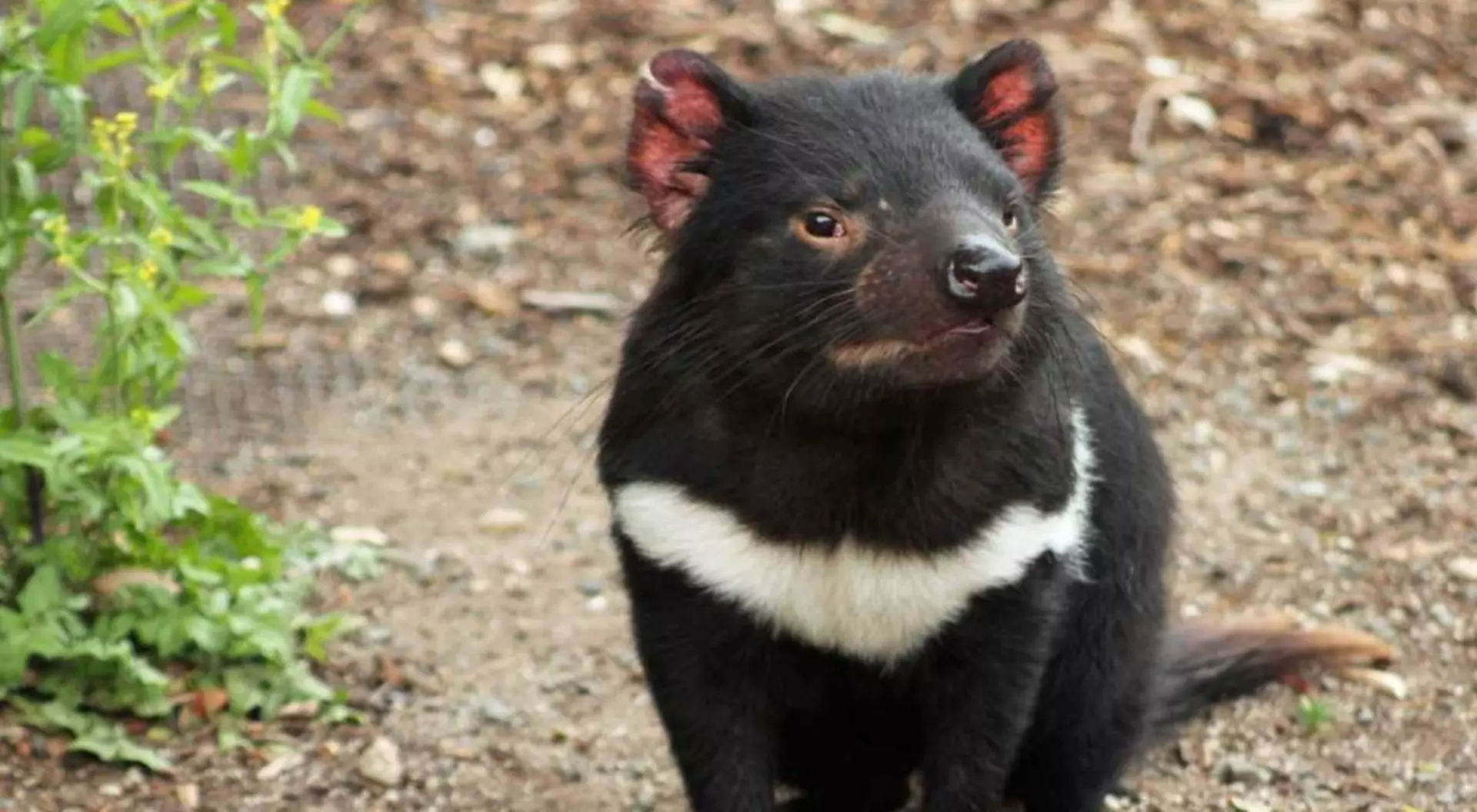 Tasmania A healthy Tasmanian Devil. Photo credit ABC Local: Damien Larkins