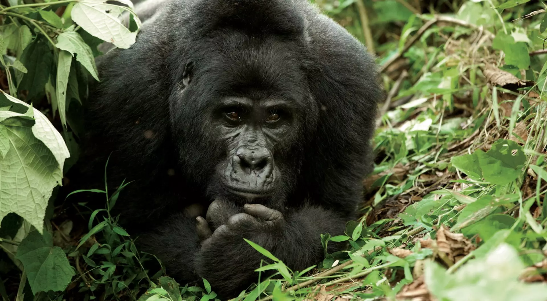 a mountain gorilla contemplates its surroundings like a wise old man of the forest