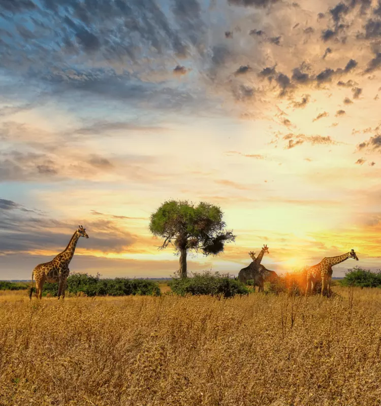 Giraffes stand on the golden African savanna at sunset under a dramatic, colorful sky with scattered clouds and a lone tree.
