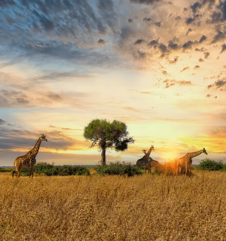 Giraffes stand on the golden African savanna at sunset under a dramatic, colorful sky with scattered clouds and a lone tree.