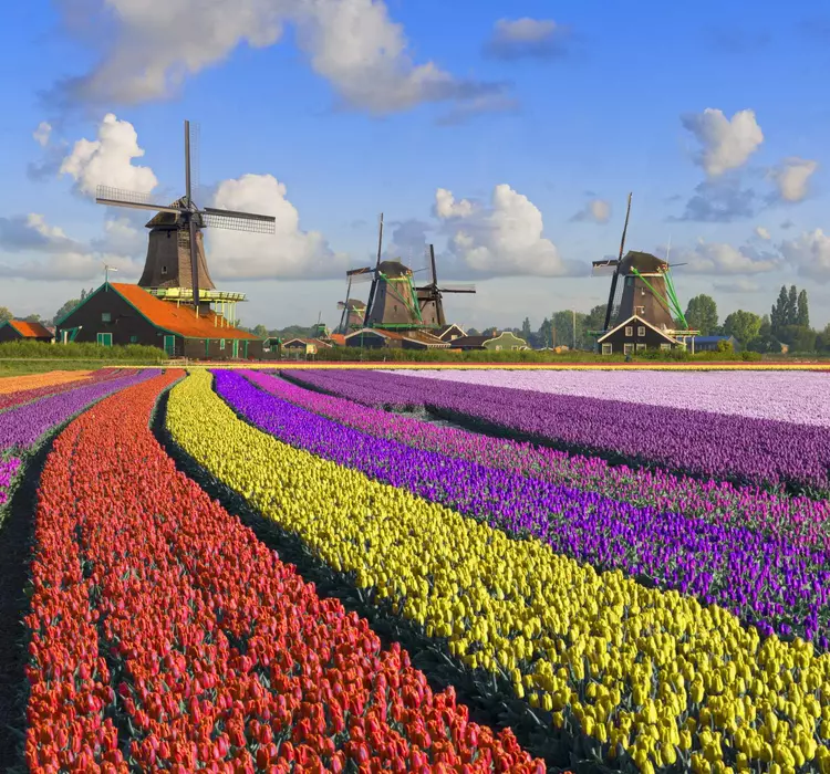 Multi-coloured tulip fields in front of Dutch windmills under a nicely clouded sky